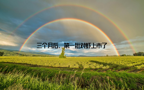 三个月后, 第一批对虾上市了