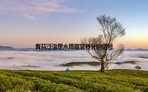 青苔泛滥是水质富营养化的信号