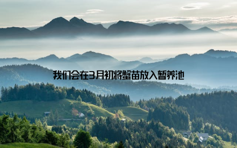 我们会在3月初将蟹苗放入暂养池