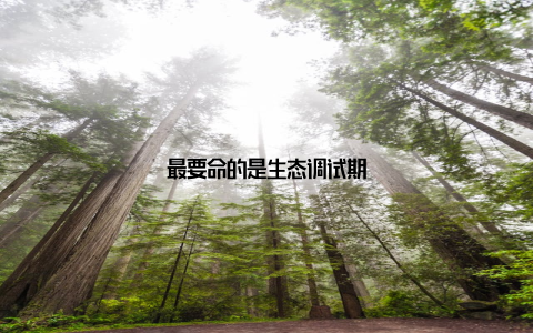 最要命的是生态调试期