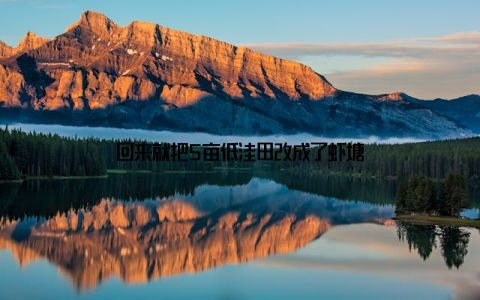 回来就把5亩低洼田改成了虾塘