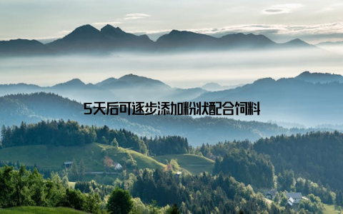 5天后可逐步添加粉状配合饲料