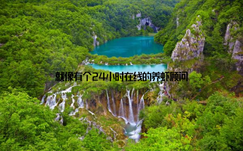 就像有个24小时在线的养虾顾问