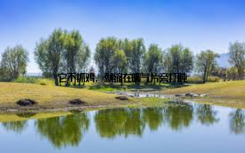 它不抓鸡, 就缩在暖气片旁打盹