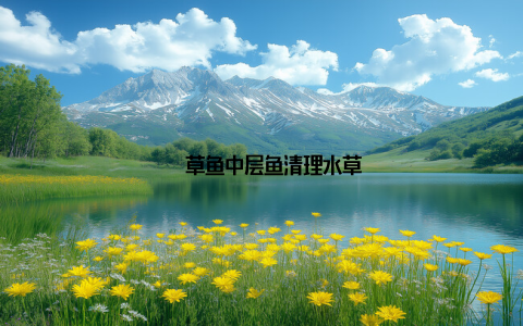 – 草鱼中层鱼清理水草